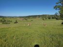 Vaches dans la Pâture des Brebis